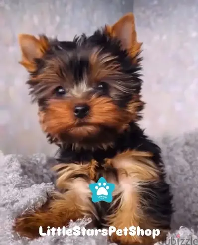 Small Yorkshire Puppy pure imported Dog Delivery كلاب كلب