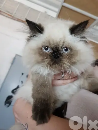himalayan Kitten BEAUTYY
