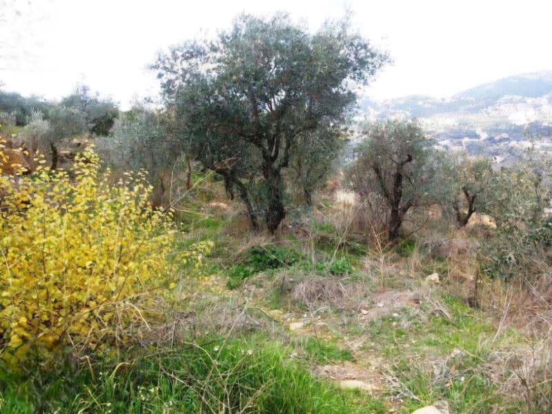 Land for sale in Salima/ Open view 2