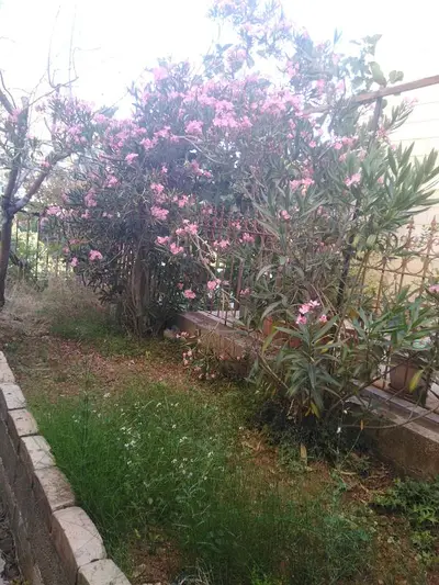 chalet for sale in faraya شاليه للبيع في فاريا