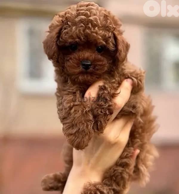 Tiny Toy Poodle puppy red brown Dog Delivery كلب 0