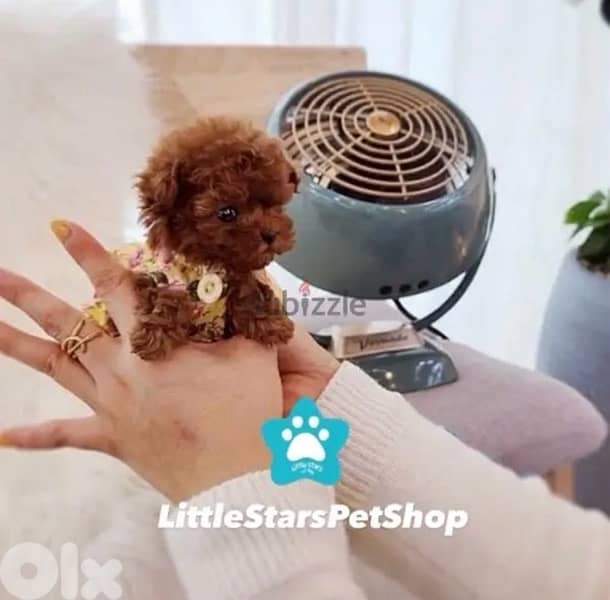 Red Brown Teacup Poodle Puppy available in store & Delivery Dog كلب 0