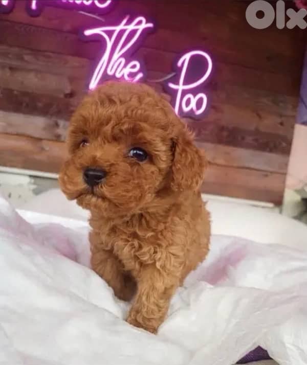 Small Toy Poodle puppy imported & available in store! Delivery Dog كلب 0