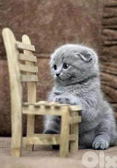 Adorable Scottish Fold Shorthair Light Grey Color kitten / قطط