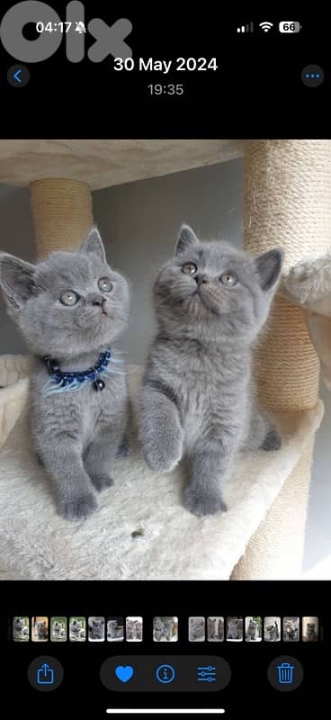 Cutest British short Hair kitten cat / delivery available / قطط 0