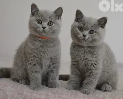 Unique & beautiful British shorthair kitten / قطط / Cat