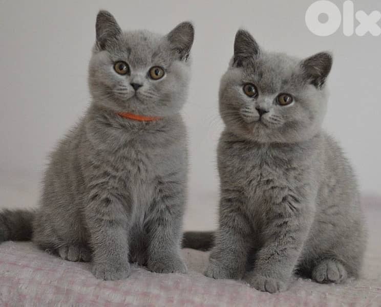 Unique & beautiful British shorthair kitten / قطط / Cat 0