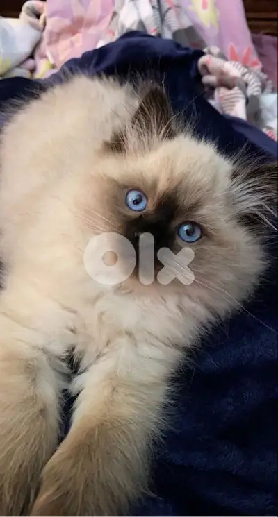 himalayan kitten CUTEST