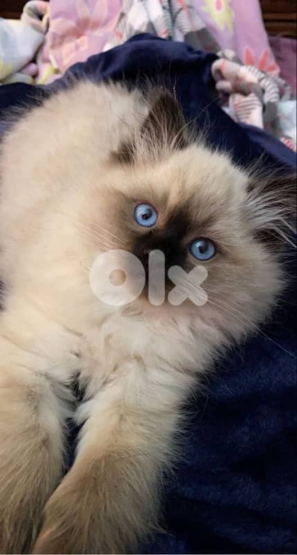 himalayan kitten CUTEST 0