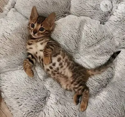 Stunning Bengal Kittens Available in Store & Delivery