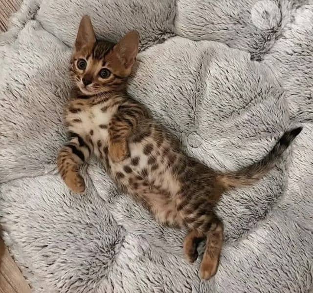 Stunning Bengal Kittens Available in Store & Delivery 0