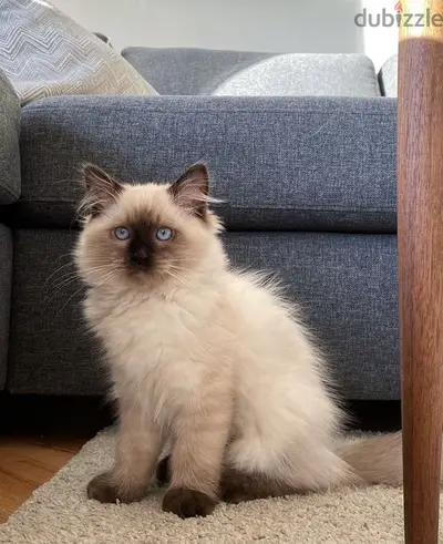 himalayan kitten قطة