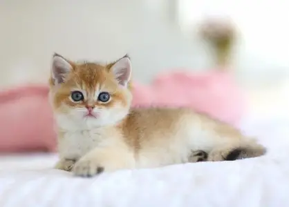 Beautiful Golden Chinchilla British Shorthair kitten/ cat قطط