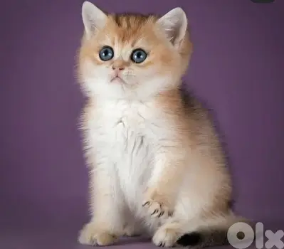 British Shorthair Golden Chinchilla kittens/ cat قطط