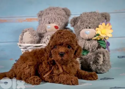 TOY Poodle imported puppy