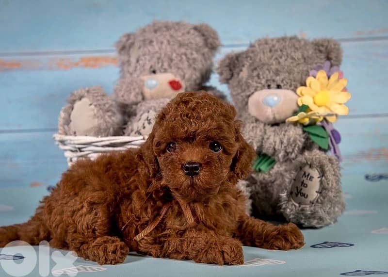 TOY Poodle imported puppy 0