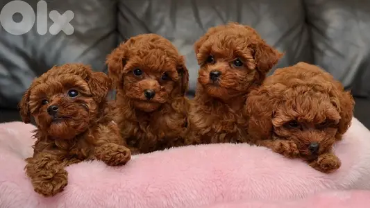 Imported Teacup Poodle puppy Delivery Available