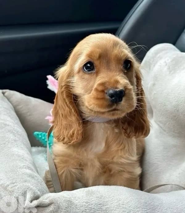 Adorable Cocker Spaniel puppies available in store & Delivery/ Dog كلب 0