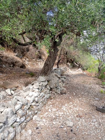 Land for sale in Jrabta-Batroun أرض للبيع في جربتا-البترون