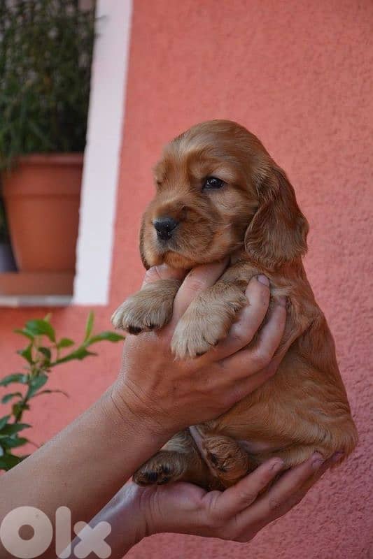 Cocker Spaniel Pure Puppies Imported/ Dog كلاب 0