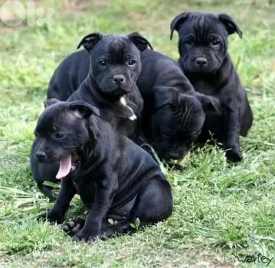 Black Pitbull Puppies in store/ dog كلاب