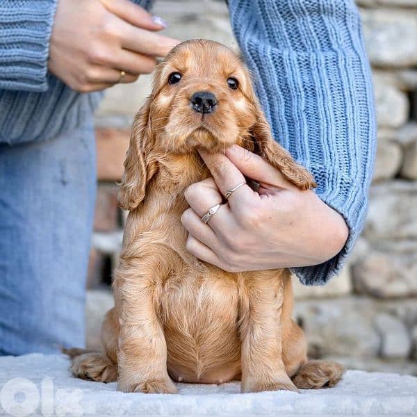 Beautiful Cocker Spaniel Puppies Available/Dog/ كلاب/ in store 0