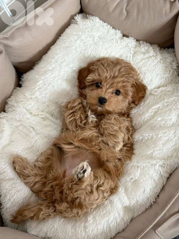 Special Maltipoo Imported Puppies/ dog كلاب 0