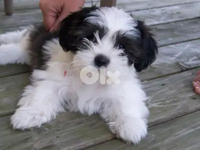Special Black and White Bichon Puppies/ dog كلاب