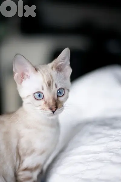 bengal kitten white snow Lynx
