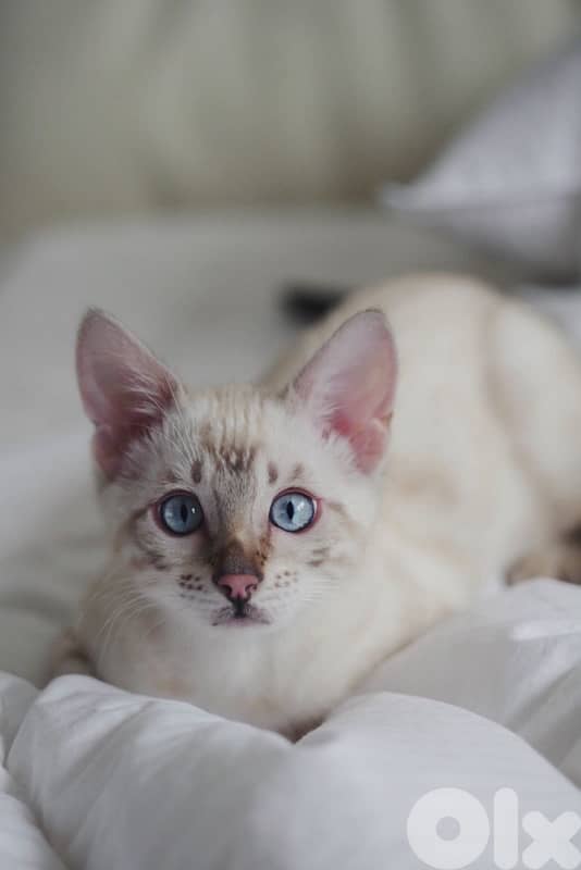 bengal kitten imported delivery 0