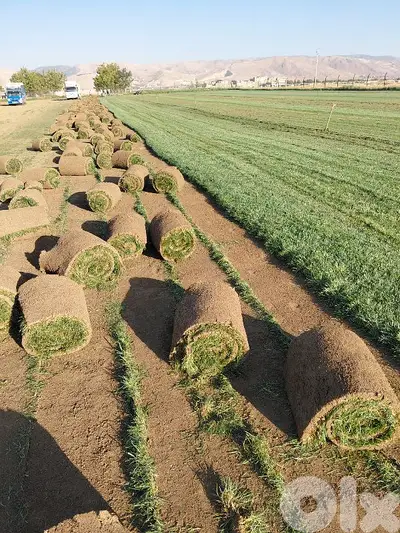 كازون عشب طبيعي للحدائق المنزلية