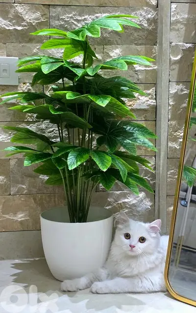 Artificial plants with their vase and pebbles نباتات اصطناعية