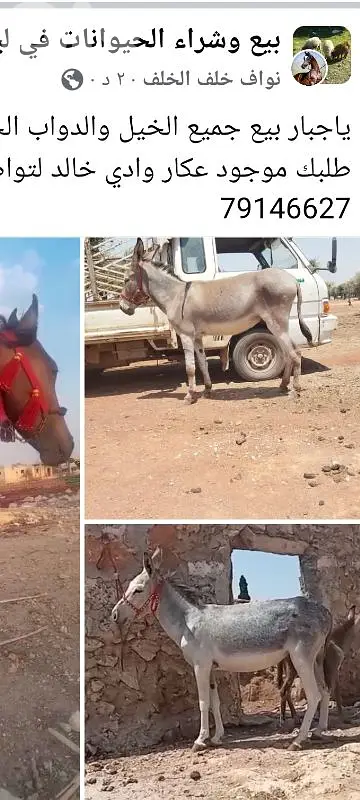 الشمال عكار وادي خالد