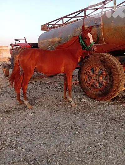 الشمال عكار وادي خالد
