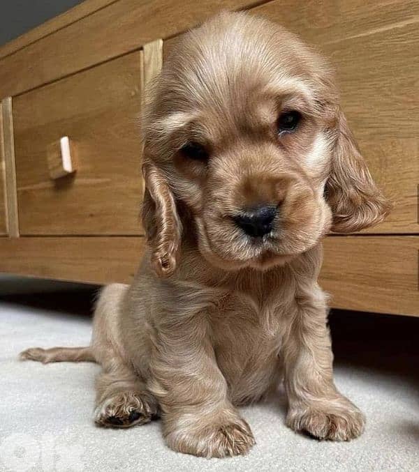 Beautiful Cocker Spaniel Puppies Available/In Store/Delivery/Dog/كلاب 0
