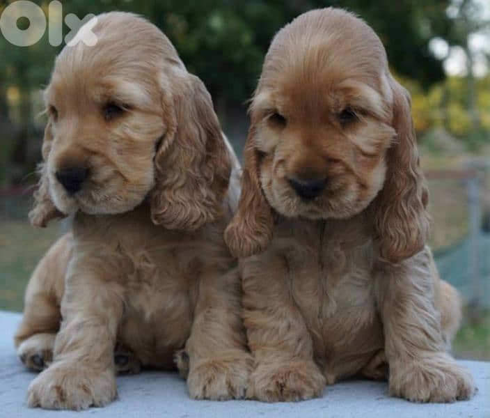 Cocker Spaniel Puppies Available/Dog/كلاب/Delivery 0