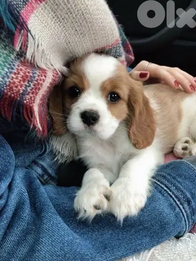 Charming Cavalier king charles available/dog/ Delivery/in Store
