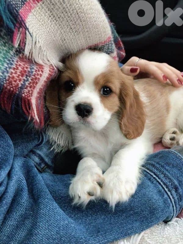 Charming Cavalier king charles available/dog/ Delivery/in Store 0
