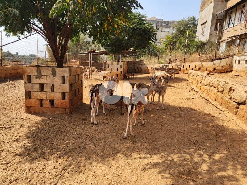fallow deers 1