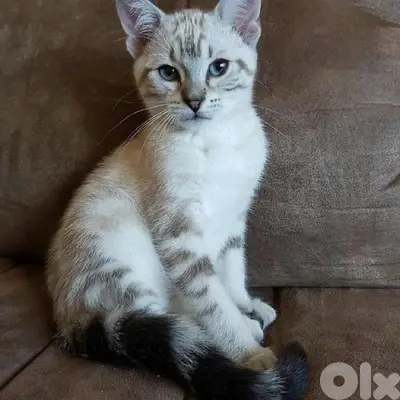 Bengal Kitten Snow Imported