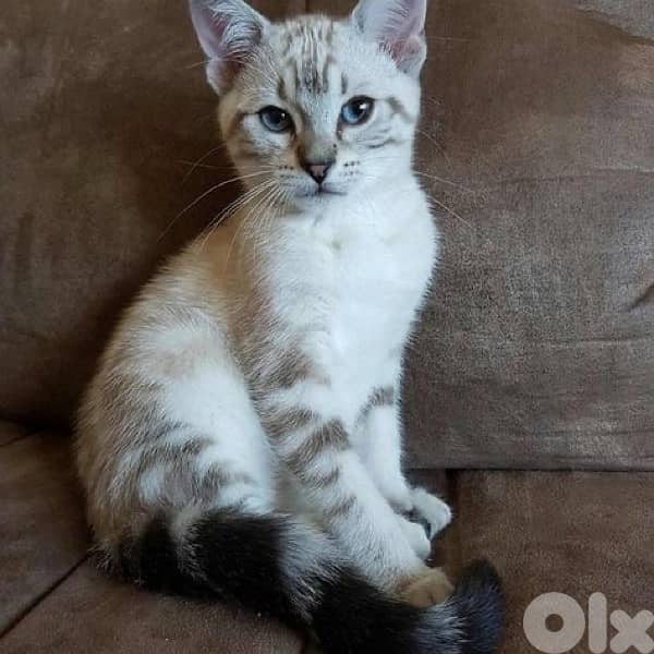 Bengal Kitten Snow Imported 0