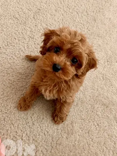 Adorable small MALTIPOO puppy available in store & delivery Dog كلب