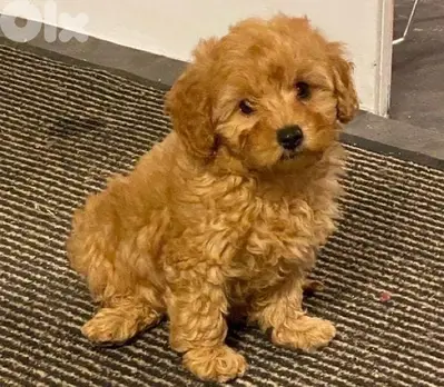 Imported cavapoo puppy
