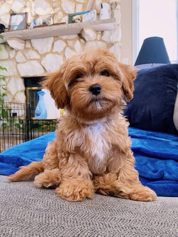Cavapoo Brown SUPER cute Imported 0