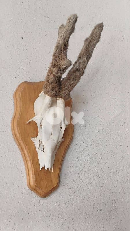 antique 0