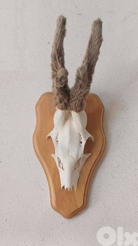 antique 1
