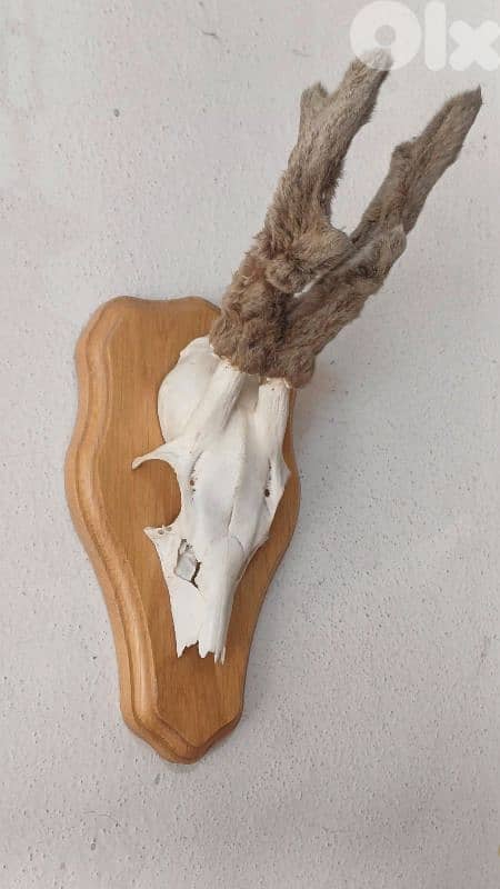 antique 5