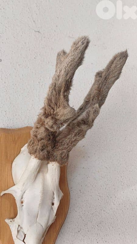 antique 6