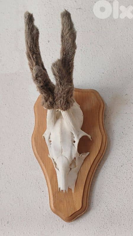 antique 7
