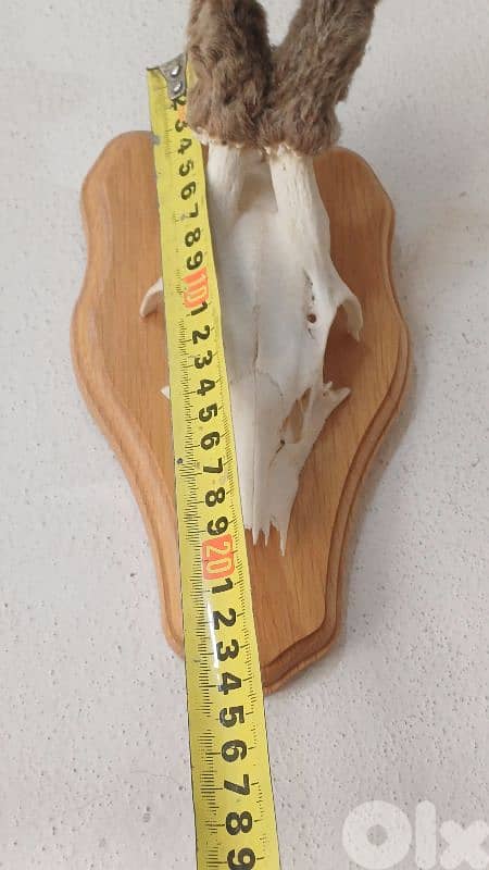 antique 9